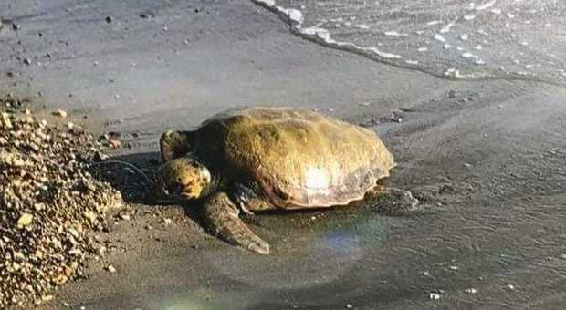 Una tartaruga su due del Mediterraneo ha mangiato plastica