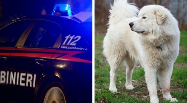 Azzannata e uccisa dal proprio cane nel giardino di casa: choc a Mercatino Conca: il sindaco aveva emesso un'ordinanza