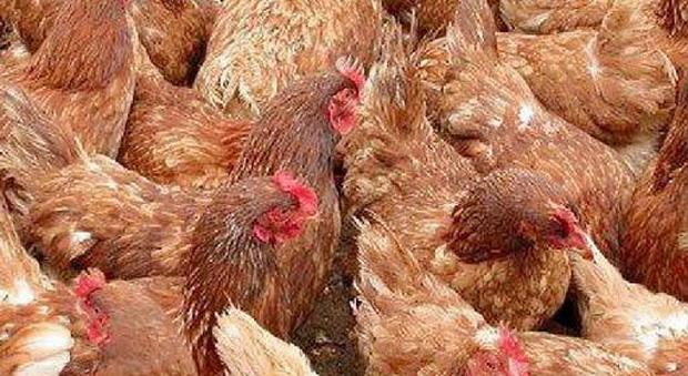 Aviaria, abbattute altre 37mila galline ma per motivi di prevenzione