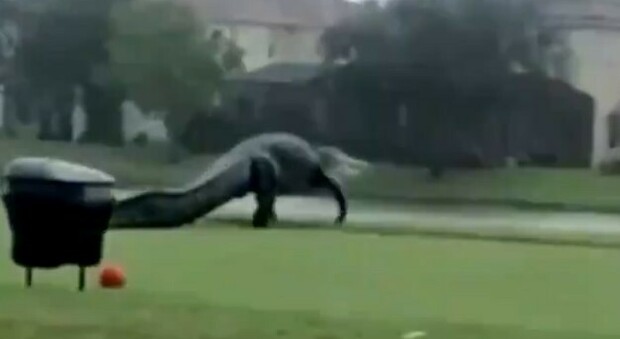 Paura al campo da golf, sul green spunta un gigantesco alligatore
