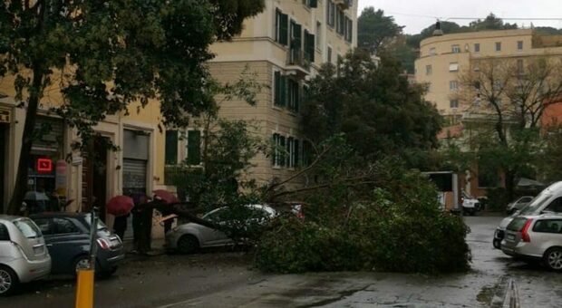 Trastevere, ancora un albero caduto: tre auto in sosta schiacciate, nessun ferito