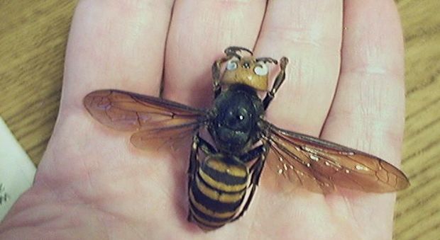 Calabrone killer, allarme invasione in Usa: l'insetto letale con un pungiglione da sei millimetri