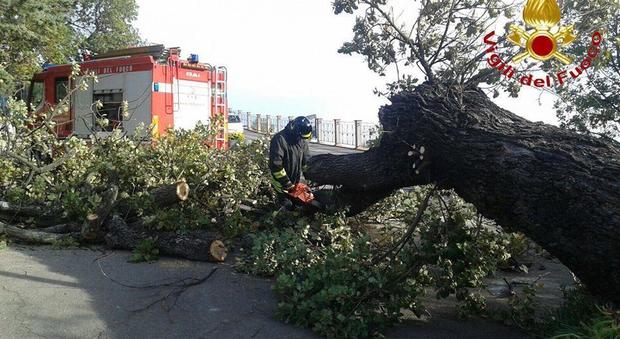 Maltempo, alberi crollati in una scuola a Fiumicino: l'istituto rimarrà chiuso