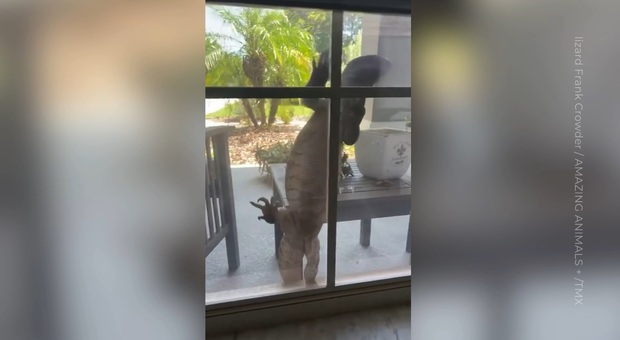 Florida, Godzilla "bussa" alla finestra di casa: ecco cosa è successo