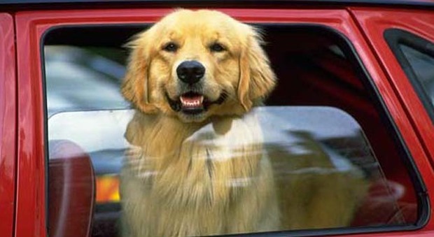 Un cane che viaggia in auto nel modo sbagliato