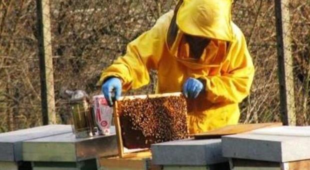 Terra dei fuochi, in campo 10 milioni di api-sentinelle