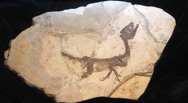 Il fossile di Scipionyx Samniticus