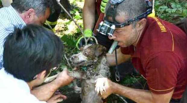Terni, cade nel pozzo: i pompieri salvano un cucciolo di cane