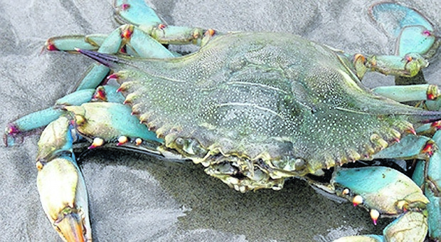 Granchio blu al rosmarino o alla veneziana: i consigli per cucinare il "killer dei mari"
