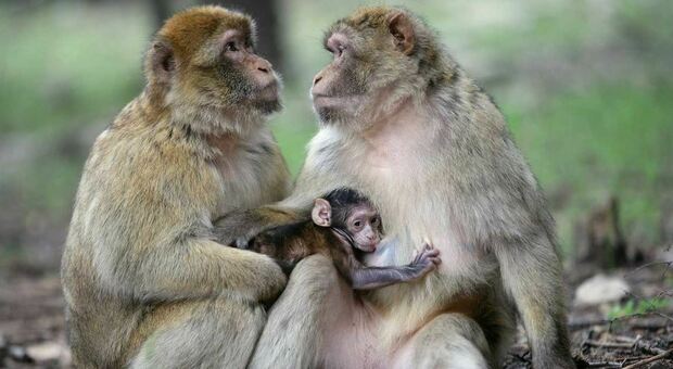 Carenza di scimmie per sviluppare i vaccini anti Covid: cosa c'è dietro il siero che salva vite umane