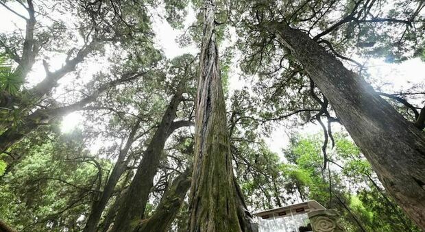 L'albero più alto della Terra si trova in Cina: ecco quanto misura