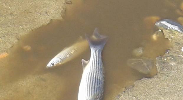 Sversamenti illegali in acqua: pesci morti alla foce del Solofrone