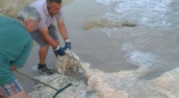 A riva la carcassa da tre quintali e mezzo di ​un animale non identificato: paura in spiaggia