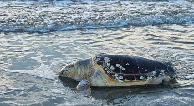 Lago Patria, tartaruga “Caretta caretta” trovata morta sulla spiaggia.