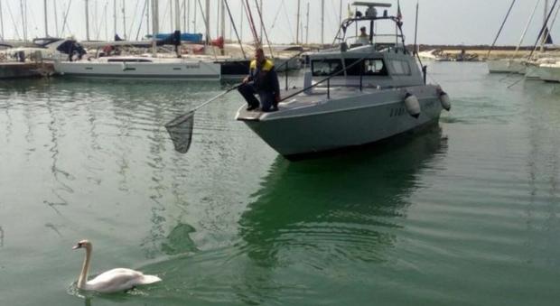 Un cigno reale nel porto turistico di Ostia salvato dalla Lipu: aveva un'esca da pesca sulle zampe