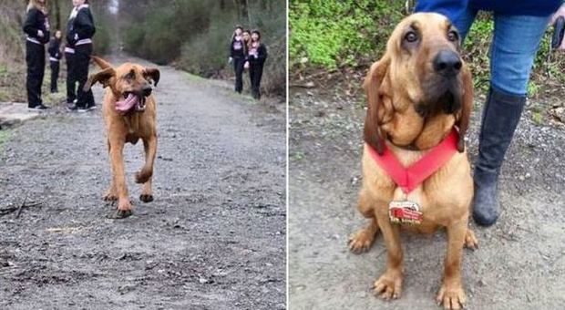 Il cagnolino esce di casa per fare i bisogni ​e arriva settimo alla mezza maratona