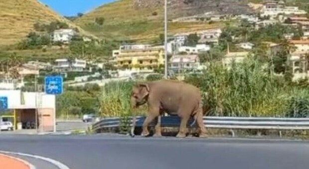 Elefante scappa dal circo, gira in strada vicino Cosenza e si avvicina al supermercato VIDEO