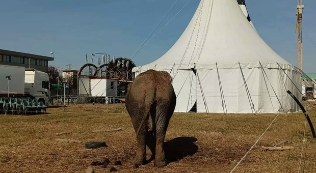 La vecchia elefantessa lasciata sola con soltanto un copertone per amico (immag diffusa da Lav Bassano)