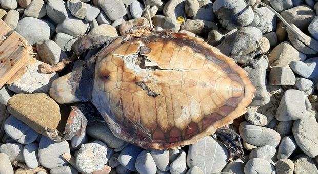 Cilento, tartaruga caretta caretta rinvenuta morta sulla spiaggia