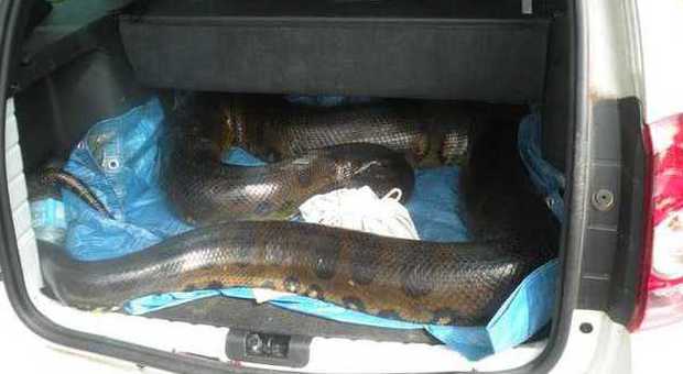 Anaconda gigante nel cofano (Olycom)