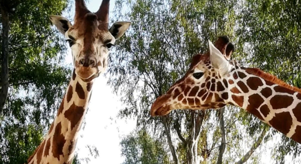 Lo Zoo di Napoli organizza percorsi dedicati tra ambiente e salvaguardia degli animali