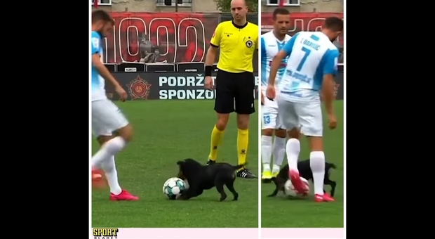 Il cagnolino invade il campo da calcio e dribla i giocatori del campionato bosniaco (immagini e filmato diffusi su Fb da Sport Bladet.