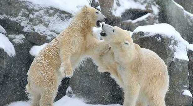 Vienna, nevica allo zoo: gli animali sorpresi dalla coltre bianca