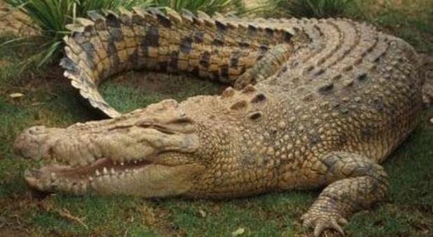 Donna di 120 kg cade su coccodrillo, l'animale resta per ore sotto choc
