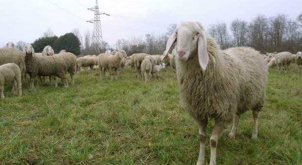 Un gregge di pecore pascola nei campi