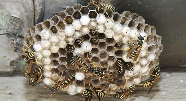 Sfiora un nido di vespe, inseguita e punta: salvata dall'elisoccorso