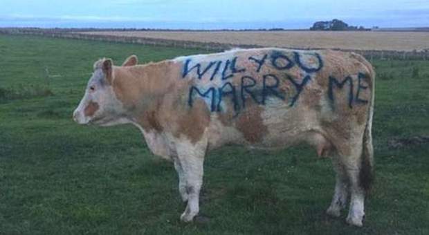 Proposta di matrimonio sulla mucca: «Vuoi sposarmi?». Ecco come ha risposto lei