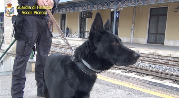 I controlli della Guardia di finanza di Ascoli alla stazione con i cani anti-droga