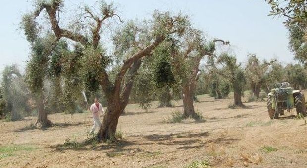 Xylella, il Tar del Lazio sospende il taglio degli ulivi sani fino a dicembre