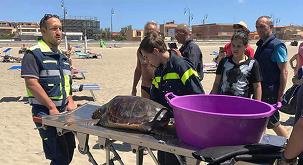 La burocrazia uccide la tartaruga salvata a Fiumicino