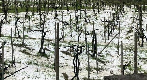 Grandinate paurose: danni per 10 milioni di euro nelle vigne della provincia di Treviso