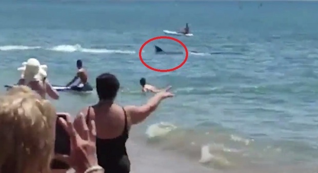 Avvistata un'orca vicino ad una spiaggia piena di persone: paura tra i bagnanti. Il video