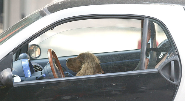 Un cane prigioniero nell'abitacolo di un'automobile (Foto archivio)