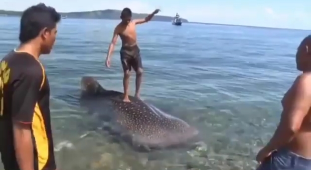 Il cucciolo morente di squalo balena usato come tavola da surf.