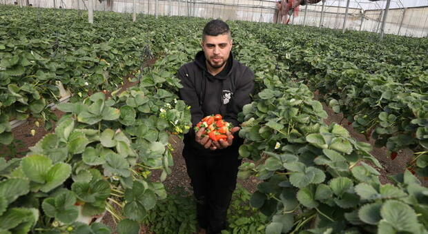 Lavoro, aumentano i giovani agricoltori (+8%): la pandemia spinge svolta green delle nuove generazioni
