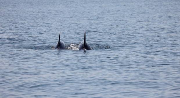 Tornano i delfini in Golfo: avvistata coppia nelle acque di Miramare