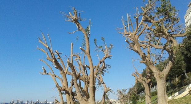 Taranto, alberi rovinati dalla potatura: i cittadini insorgono