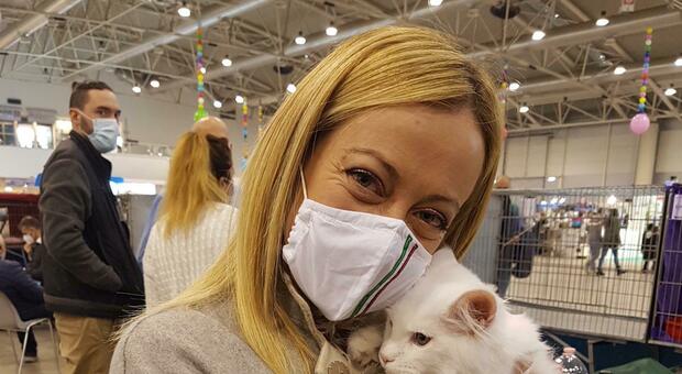 Giorgia Meloni al SuperCat Show: “Amo i gatti perché con loro si stabilisce un rapporto paritario”