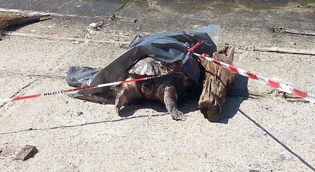 Tartaruga morta e decomposta: choc al porto di Torre del Greco