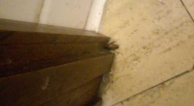 Roma, blatte e formiche tra gli scaffali: chiuso un locale del centro