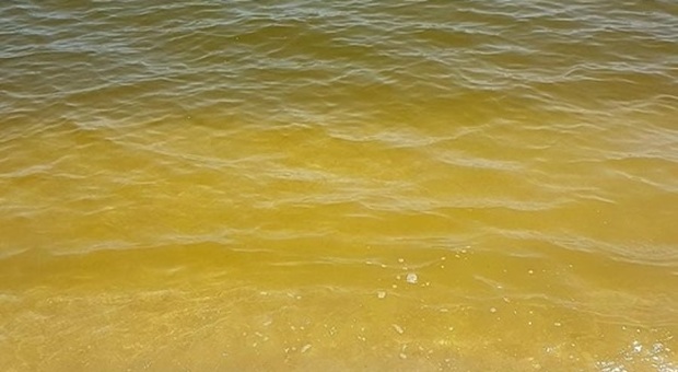 Fermo, mare tinto di giallo: è la fioritura dell'alga innocua Fibrocapsa Japonica