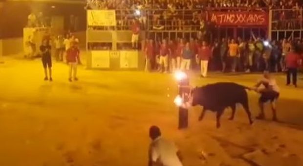 Danno fuoco alle corna del toro, l'agonia dell'animale ripresa in un video e diffusa in rete