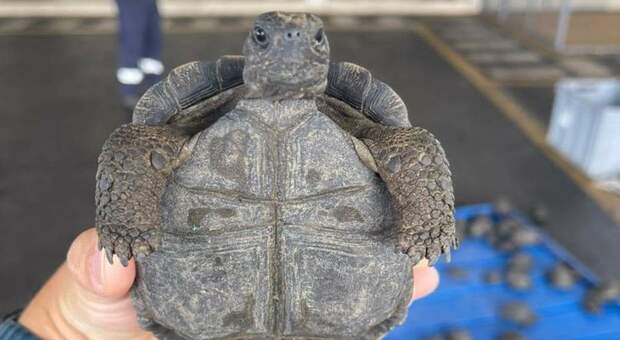 Galapagos, 185 baby tartarughe per il mercato nero dei "souvenir": chiuse in valigia all'aeroporto