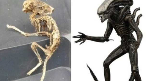Trova uno strano scheletro uguale ad Alien. "Era sotto la credenza della cucina"
