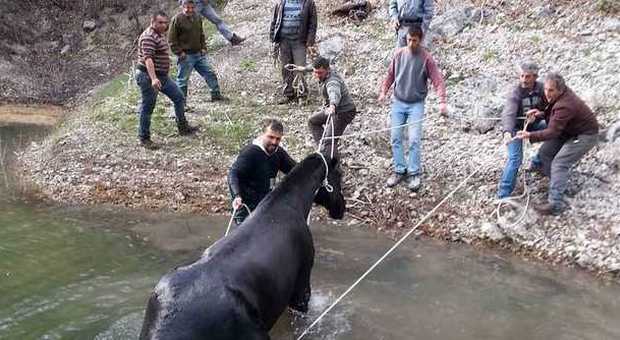Cavallo scivola nel lago del Turano riportato a riva da forestale e pescatori