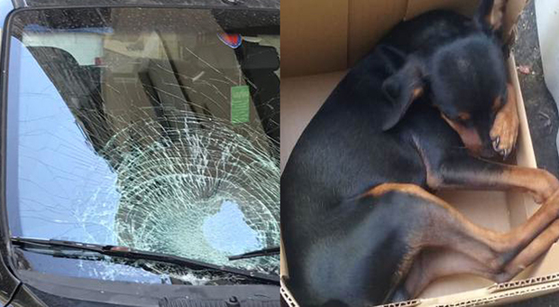 A sinistra il parabrezza rotto della Chevrolet, a destra il cane dopo la caduta